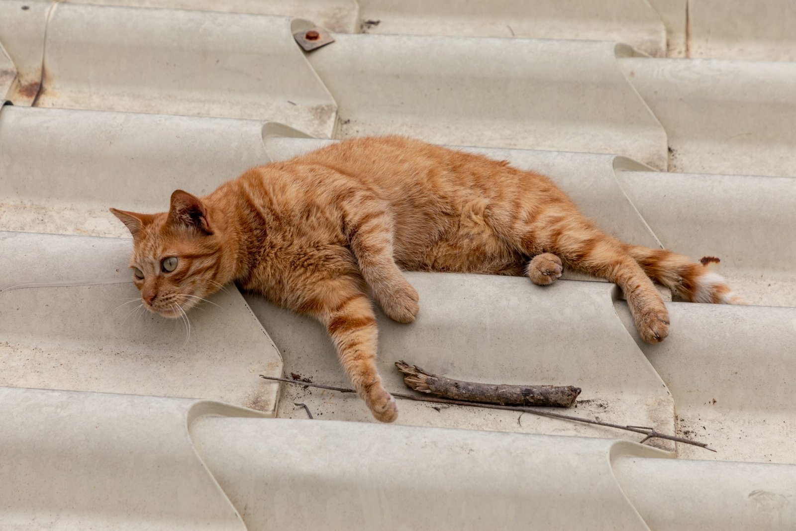 The Gentle Tap of a Paw (image credits: wikimedia)