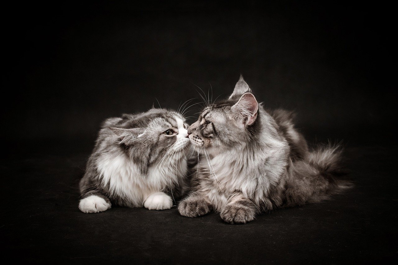 Sharing Quiet Moments (image credits: pixabay)