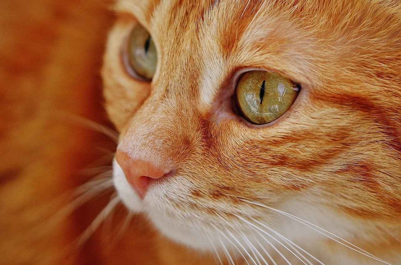 Head Butting: A Mark of Affection (image credits: pixabay)