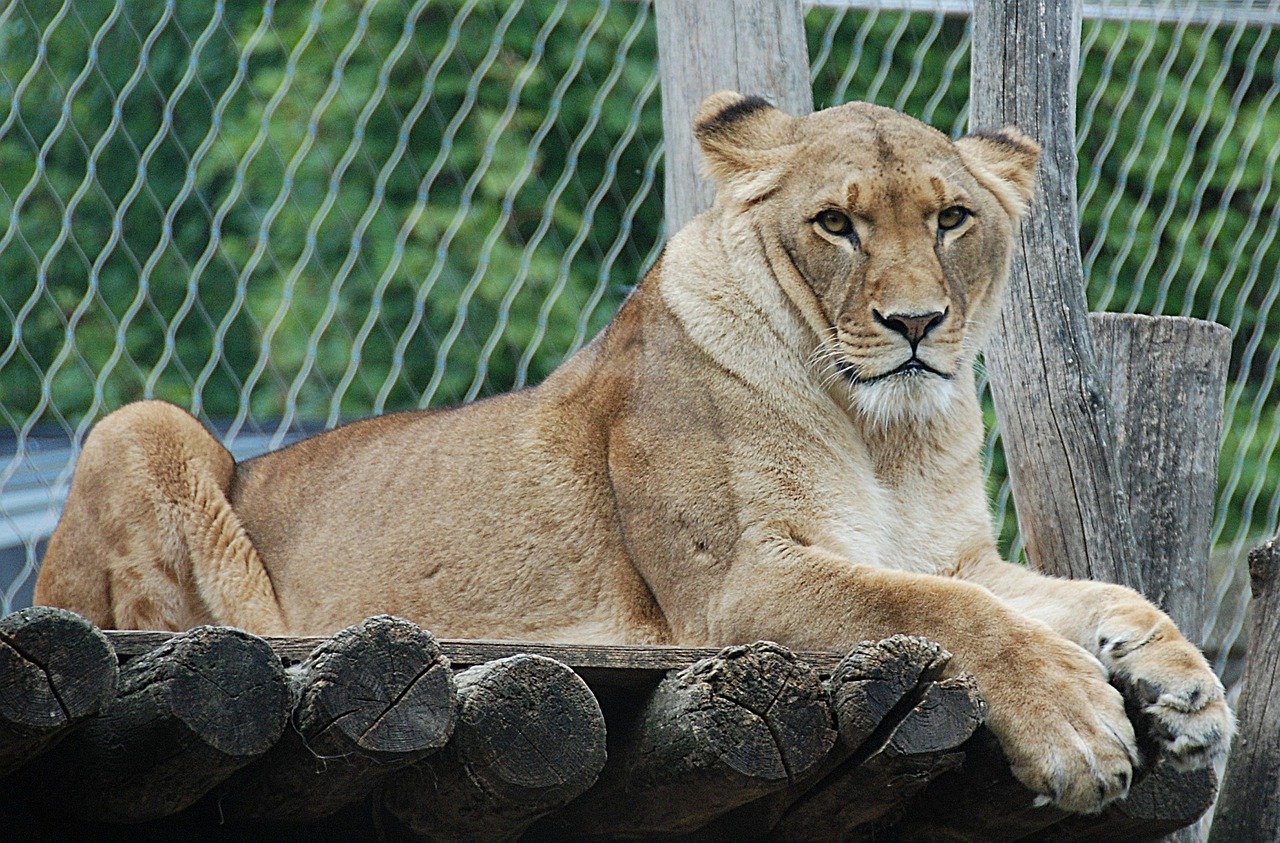 Inappropriate or Poorly Designed Enclosures (image credits: pixabay)