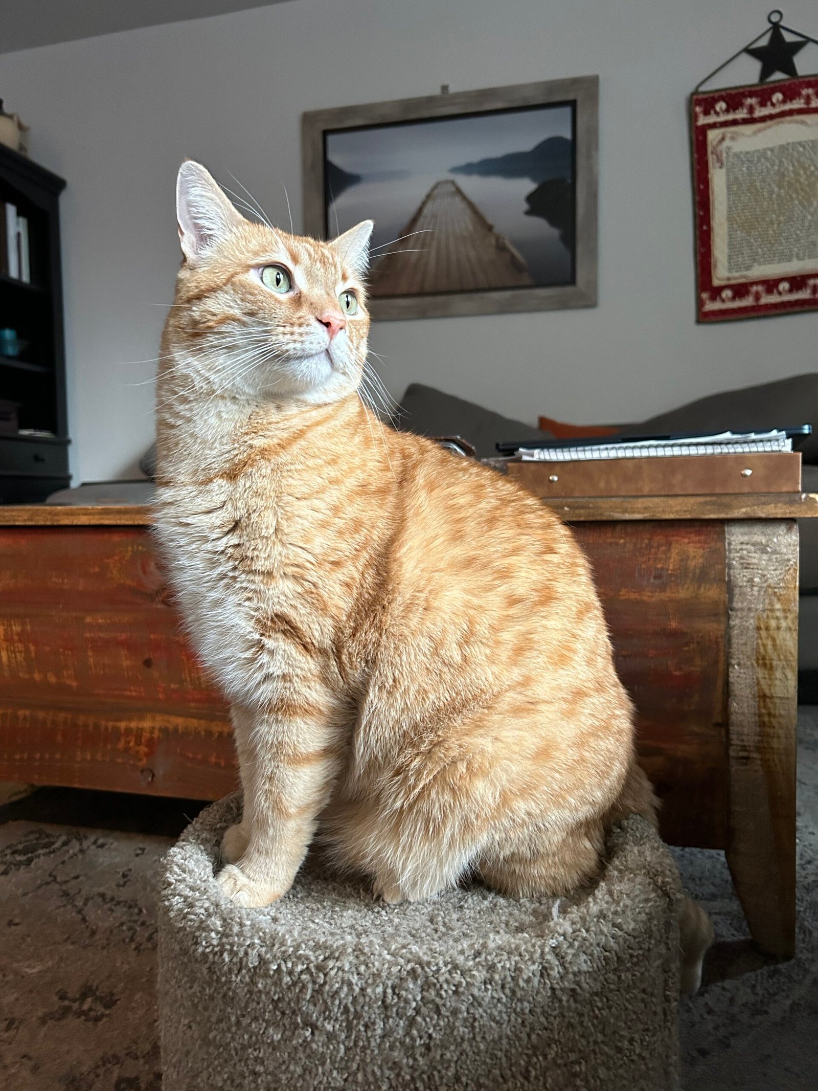 Fear of Litter Box Location (image credits: wikimedia)