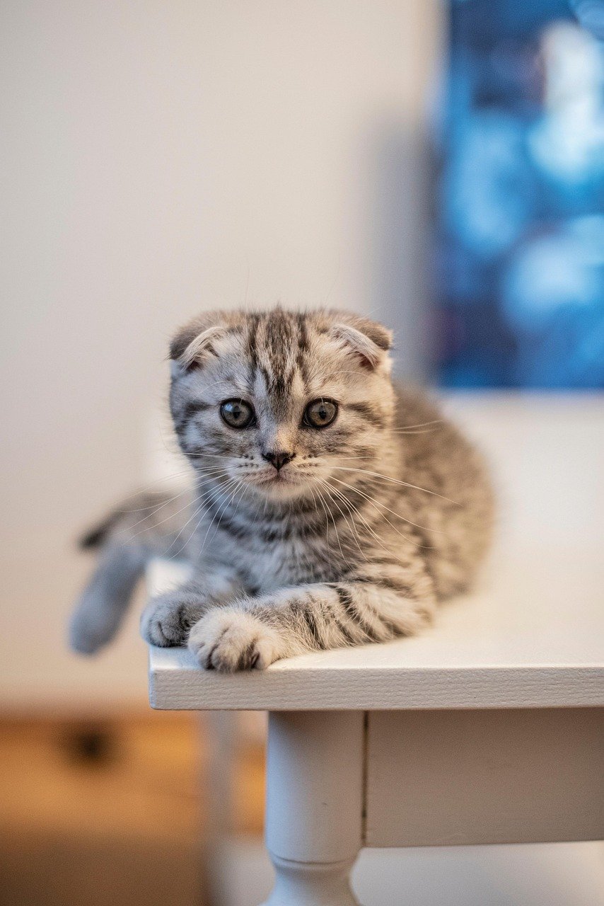 Scottish Fold: The Unique Companion (image credits: pixabay)