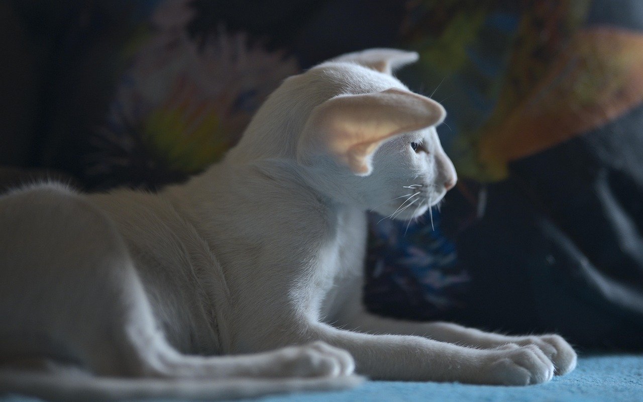Oriental Shorthair: The Elegant Confidant (image credits: pixabay)