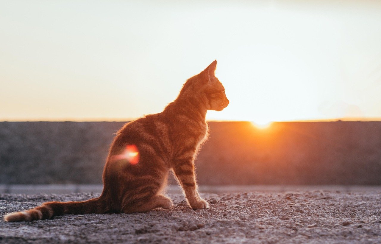 Seeking Warmth (image credits: pixabay)