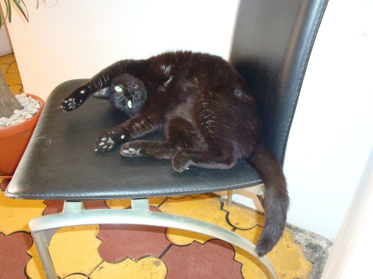 Allowing Belly Rubs (image credits: wikimedia)