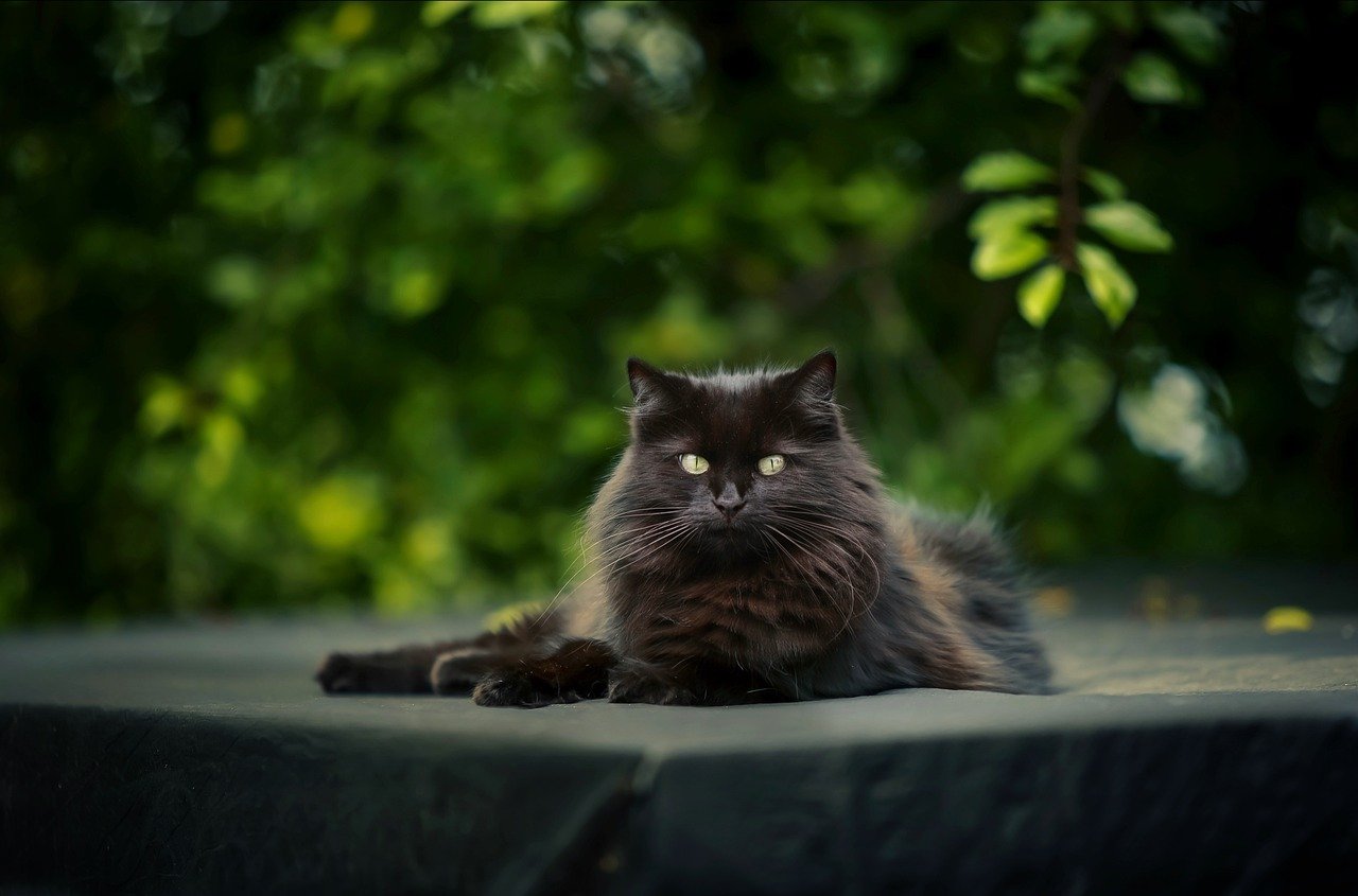 Stretched Out in Relaxation (image credits: pixabay)