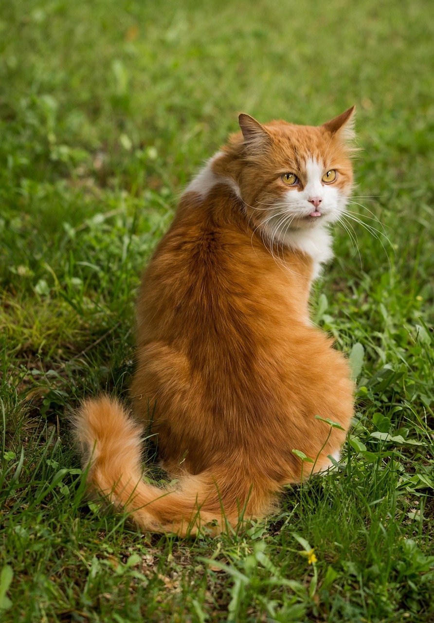 1. The Subtle Tail Flick (image credits: pixabay)