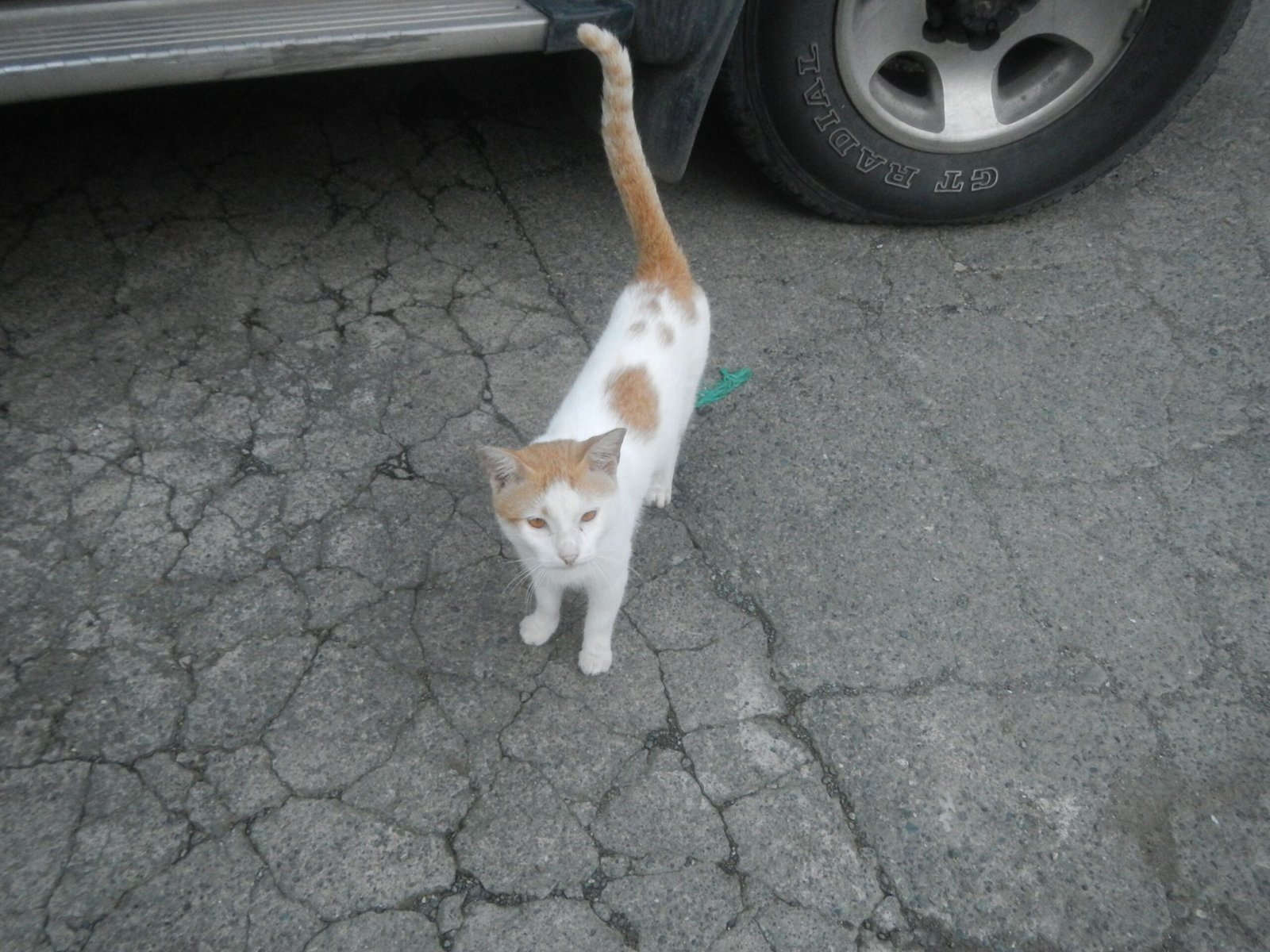 4. Following You Around (image credits: wikimedia)