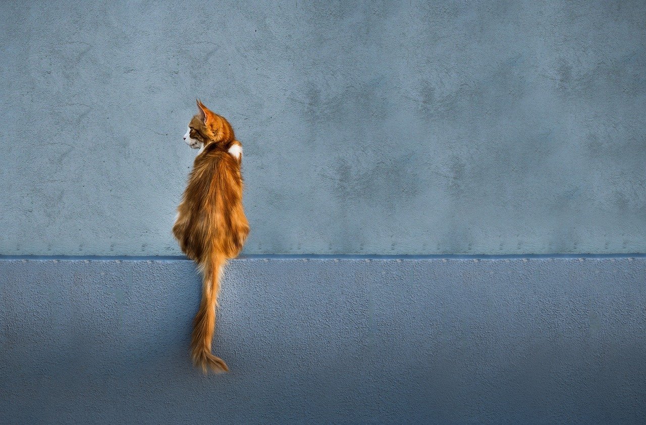 13. The Raised Tail (image credits: pixabay)