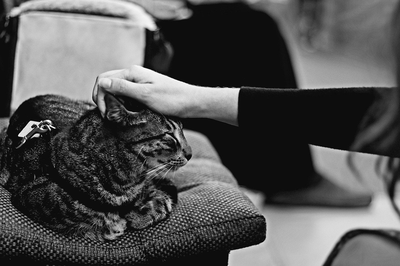 Rubbing Against You (image credits: pixabay)
