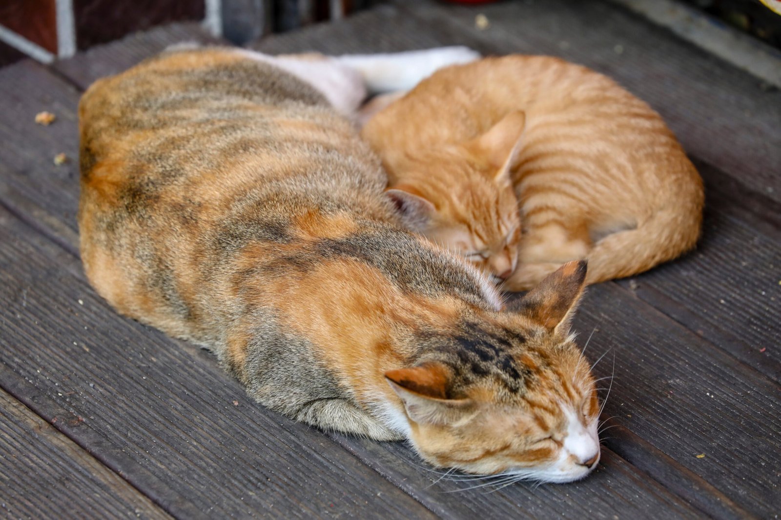 Sleeping Beside You (image credits: wikimedia)