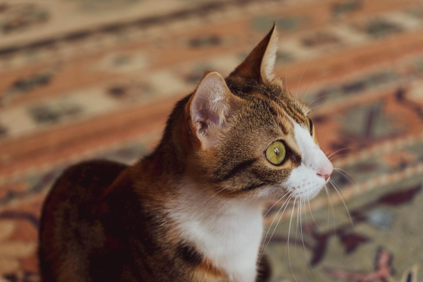Close-up of a cute tabby cat with striking green eyes sitting on a vibrant patterned carpet.