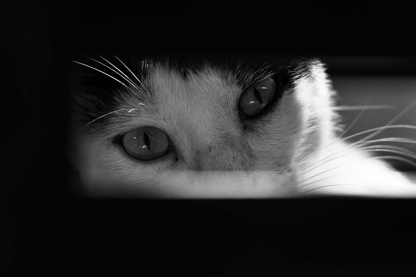 A close-up black and white photo of a cat's eyes and whiskers in focus.