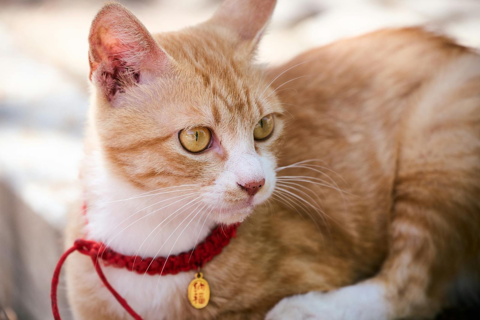 Close-up of a cute ginger cat with a red collar, laying outdoors in the sun.