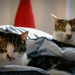 Two adorable tabby cats lounging on a cozy bed indoors, captured in natural light.