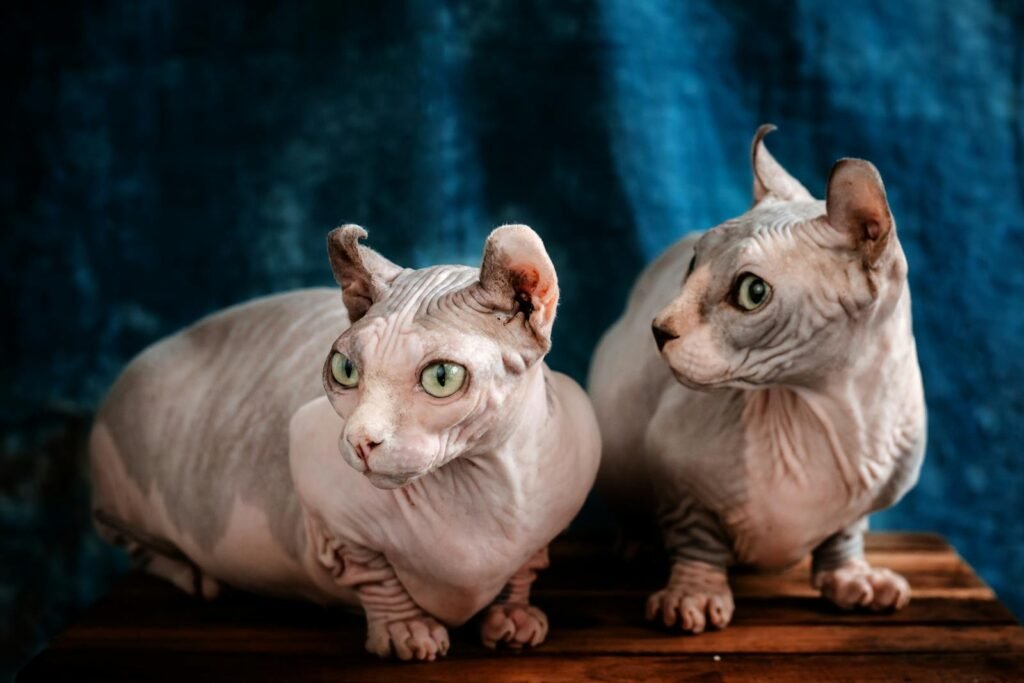 Close-up of two sphynx cats sitting together on a wooden surface indoors.