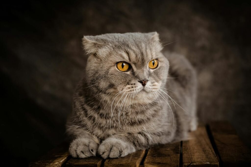Charming portrait of a Scottish Fold cat with striking amber eyes lying on a wooden surface.