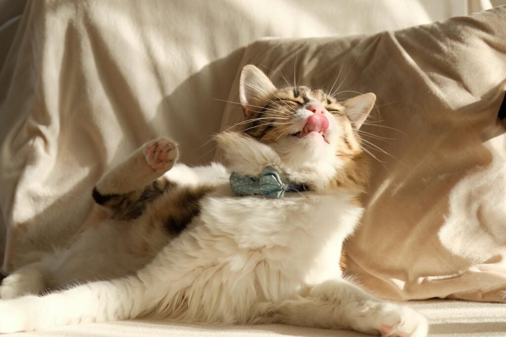 Charming fluffy cat lounging on a couch with a stylish blue bow tie, basking in warm sunlight.