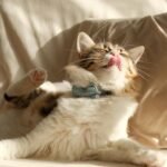 Charming fluffy cat lounging on a couch with a stylish blue bow tie, basking in warm sunlight.