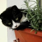 Black and white cat nestled in a red planter with greenery, looking curious.