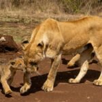 Captivating scene of a lioness interacting with her cub on the savannah in Nairobi, Kenya.