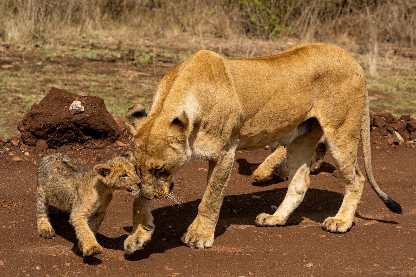 Captivating scene of a lioness interacting with her cub on the savannah in Nairobi, Kenya.