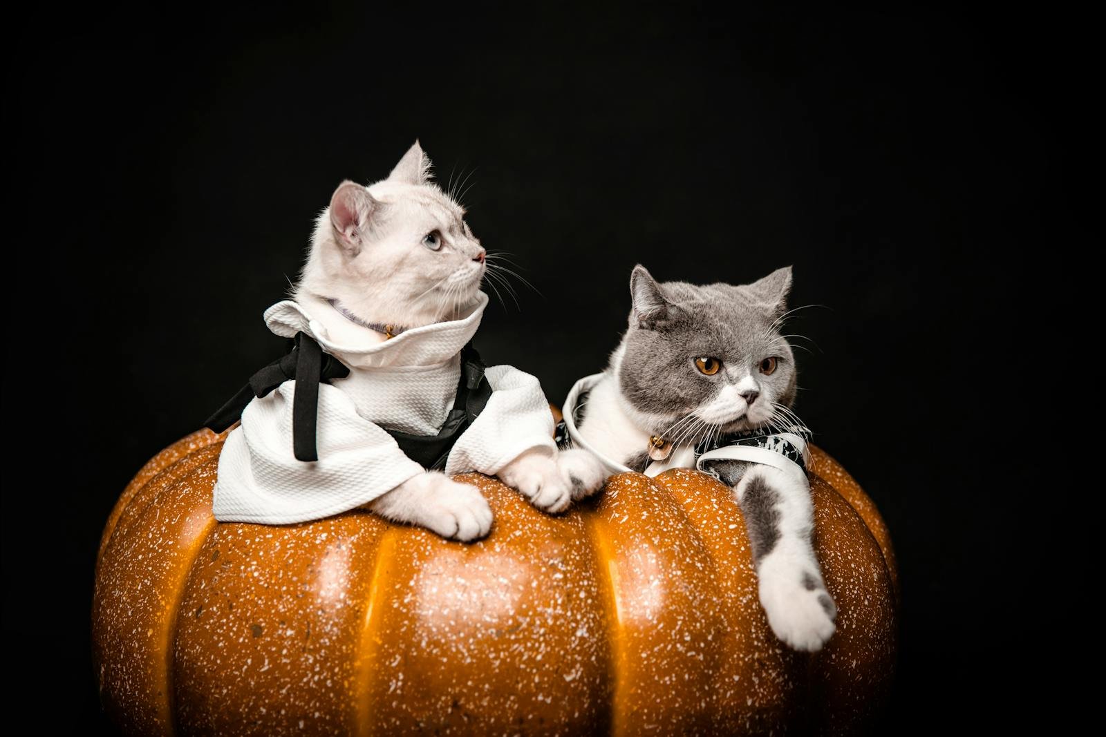 Two cute cats dressed in Halloween costumes pose on a large pumpkin, perfect for festive pets and autumn themes.