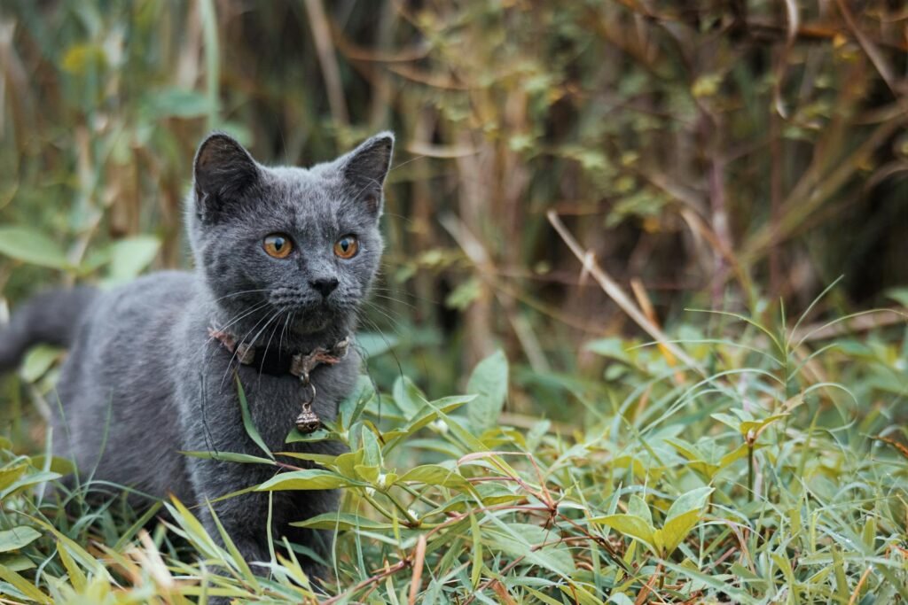 Close-up of a Russian Blue cat exploring outdoors, surrounded by greenery.