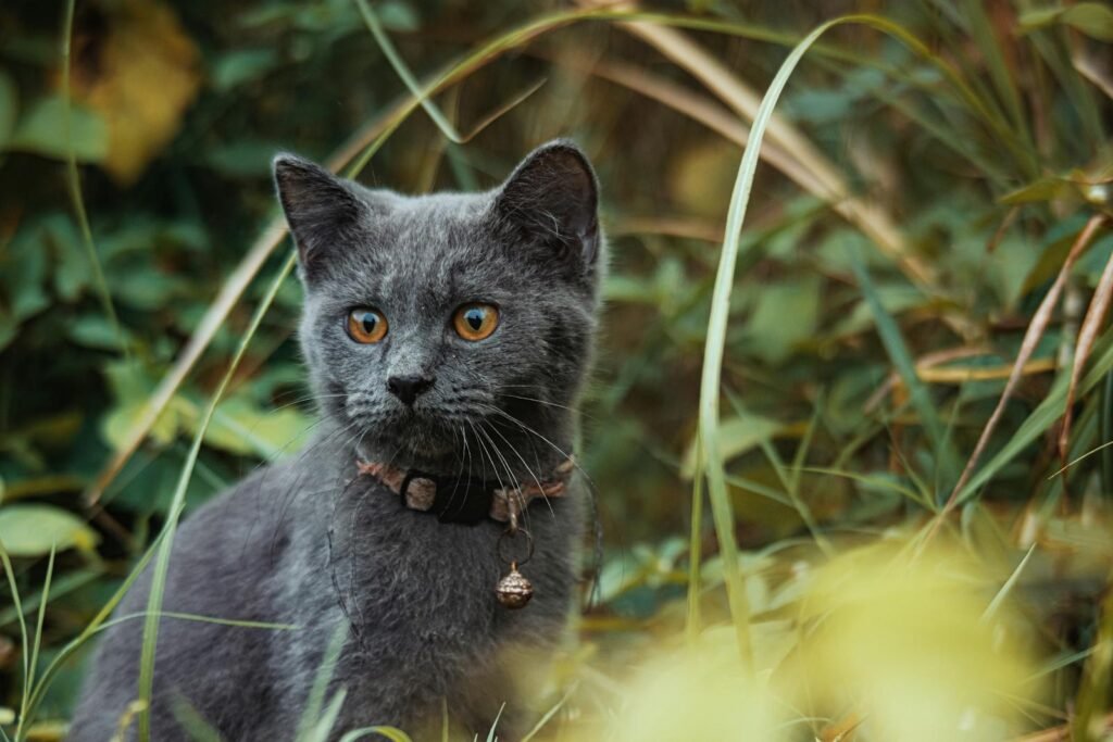 A serene Russian Blue cat sitting attentively amidst tall green plants.