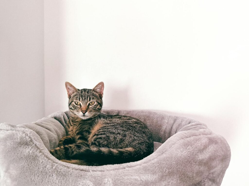 A beautifully relaxed tabby cat enjoys its cozy bed in a serene indoor setting.