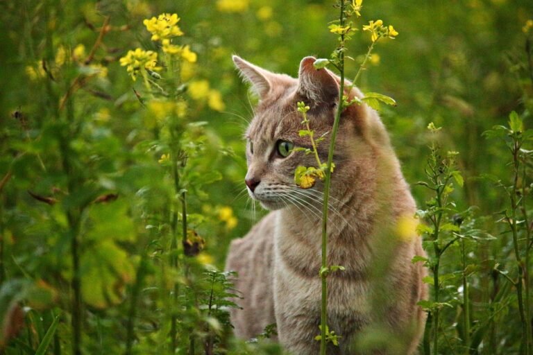Affectionate Nature