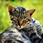 A captivating close-up of a tabby cat lounging outdoors in the summer sun.