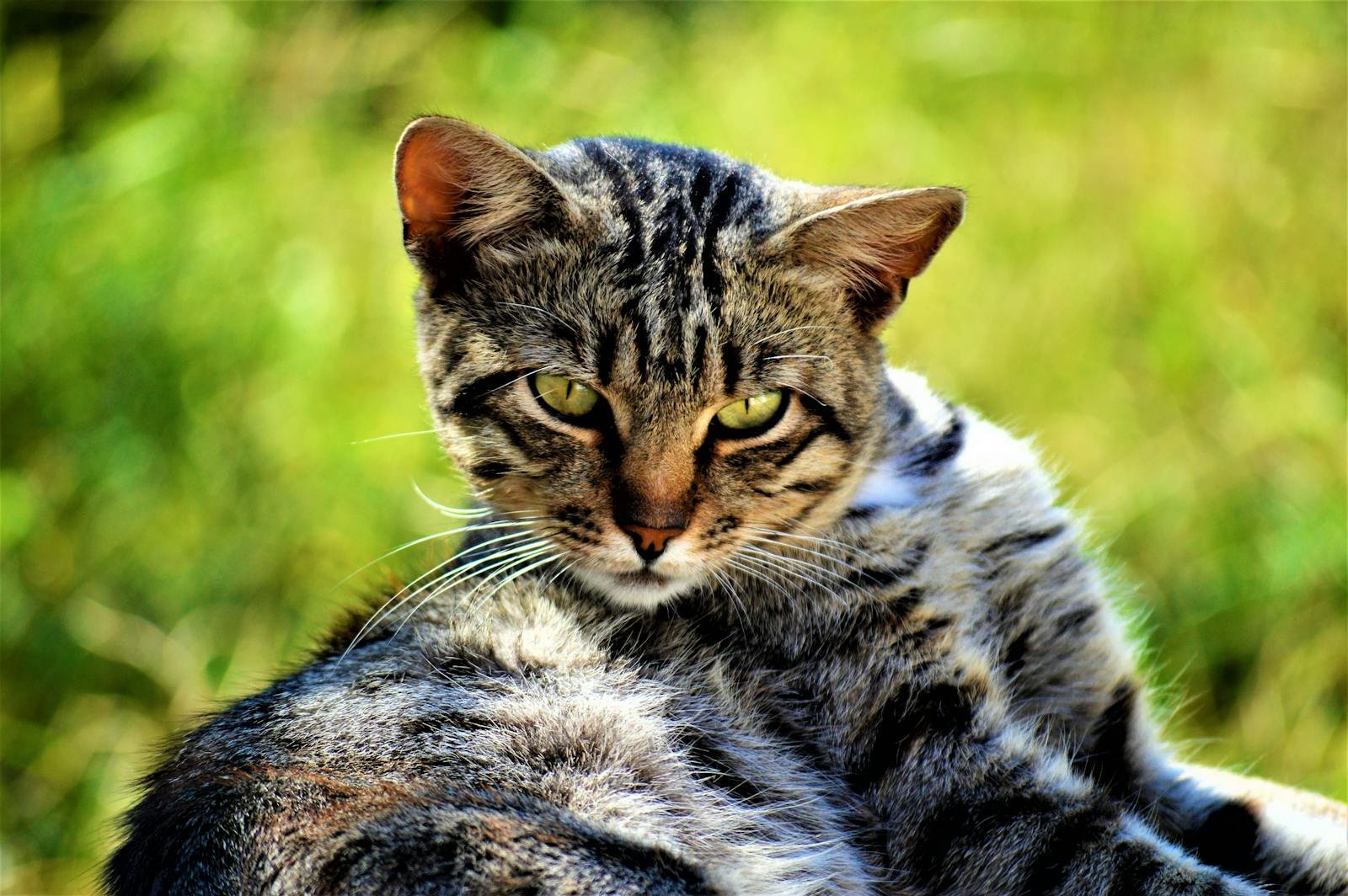 A captivating close-up of a tabby cat lounging outdoors in the summer sun.