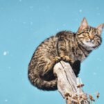 A charming tabby cat perched on a tree branch against a snowy sky.