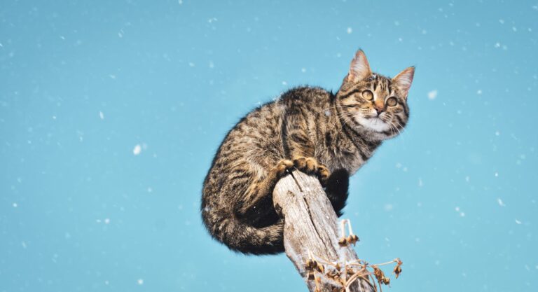 A charming tabby cat perched on a tree branch against a snowy sky.