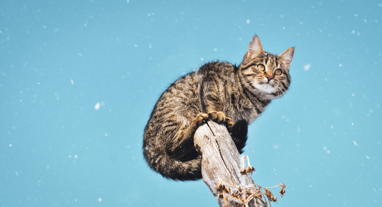 A charming tabby cat perched on a tree branch against a snowy sky.