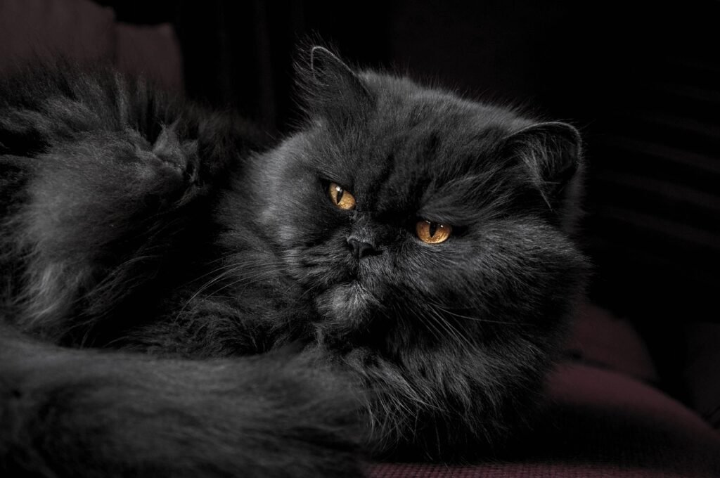Feline Behaviors