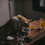 A domestic cat enjoys a meal on a rustic wooden table with drinks in a cozy room.