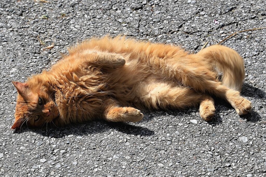 cat, pet, sunbathing, animal, lie, relax