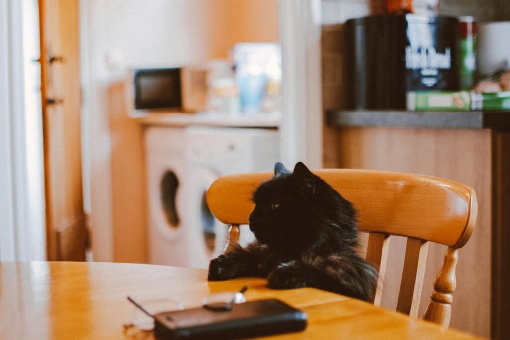 A fluffy black cat chilling on a wooden chair in a warm, inviting home setting.