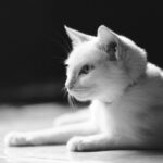A peaceful black and white photo of a kitten lounging on the floor.