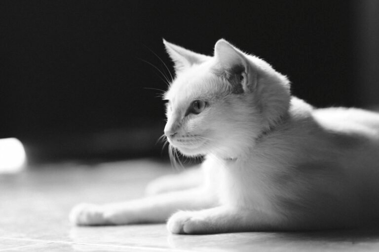 A peaceful black and white photo of a kitten lounging on the floor.
