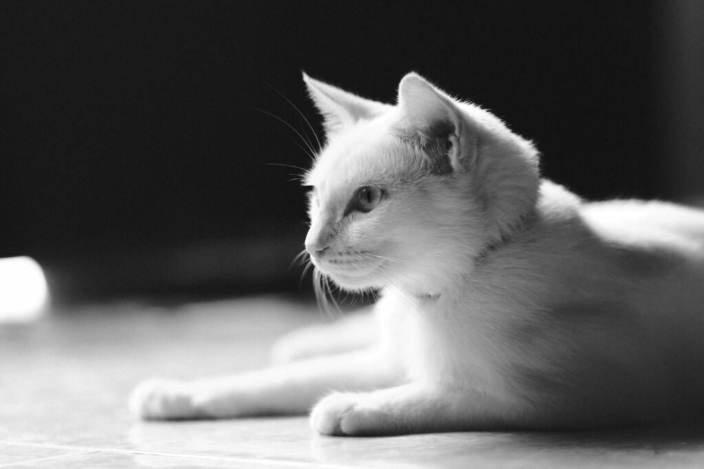 A peaceful black and white photo of a kitten lounging on the floor.