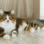 Close-up of a fluffy tabby cat with bright eyes relaxing indoors on a wooden floor.