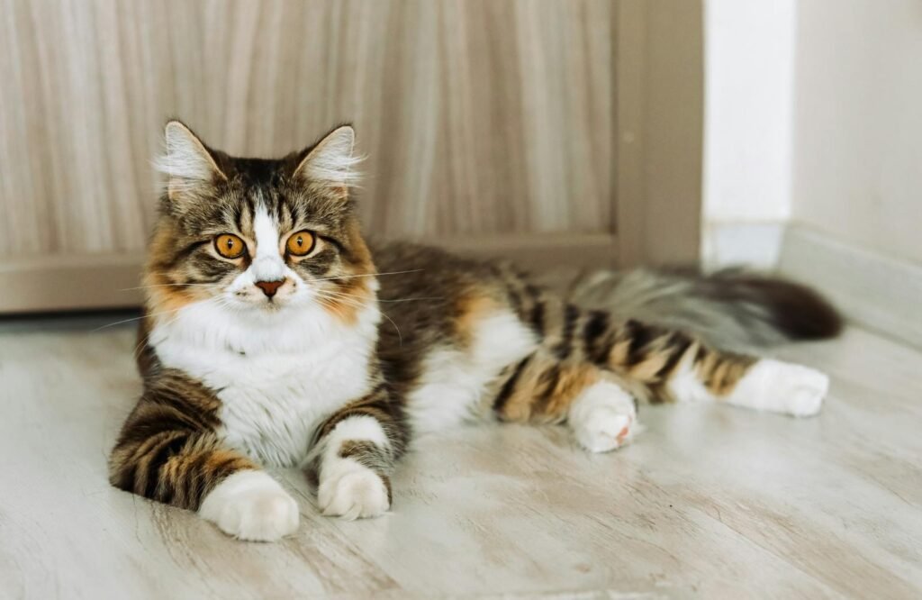 Close-up of a fluffy tabby cat with bright eyes relaxing indoors on a wooden floor.
