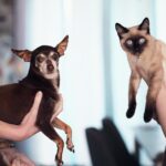 Chihuahua dog and Siamese cat being held indoors by their owners, capturing a cute pet moment.