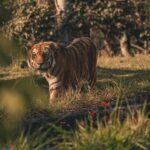 A tiger walking through grassy terrain in its natural habitat, showcasing its wild splendor.