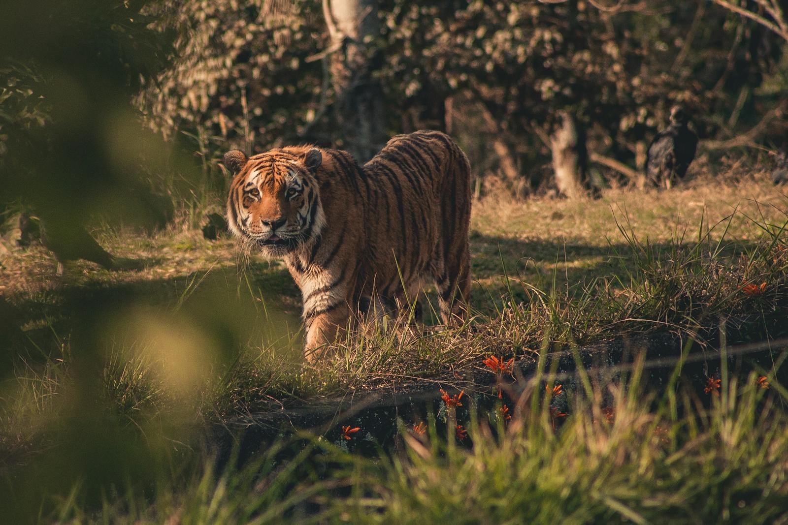 A tiger walking through grassy terrain in its natural habitat, showcasing its wild splendor.