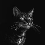 Elegant black and white portrait of a tabby cat with striking details and expressive eyes.