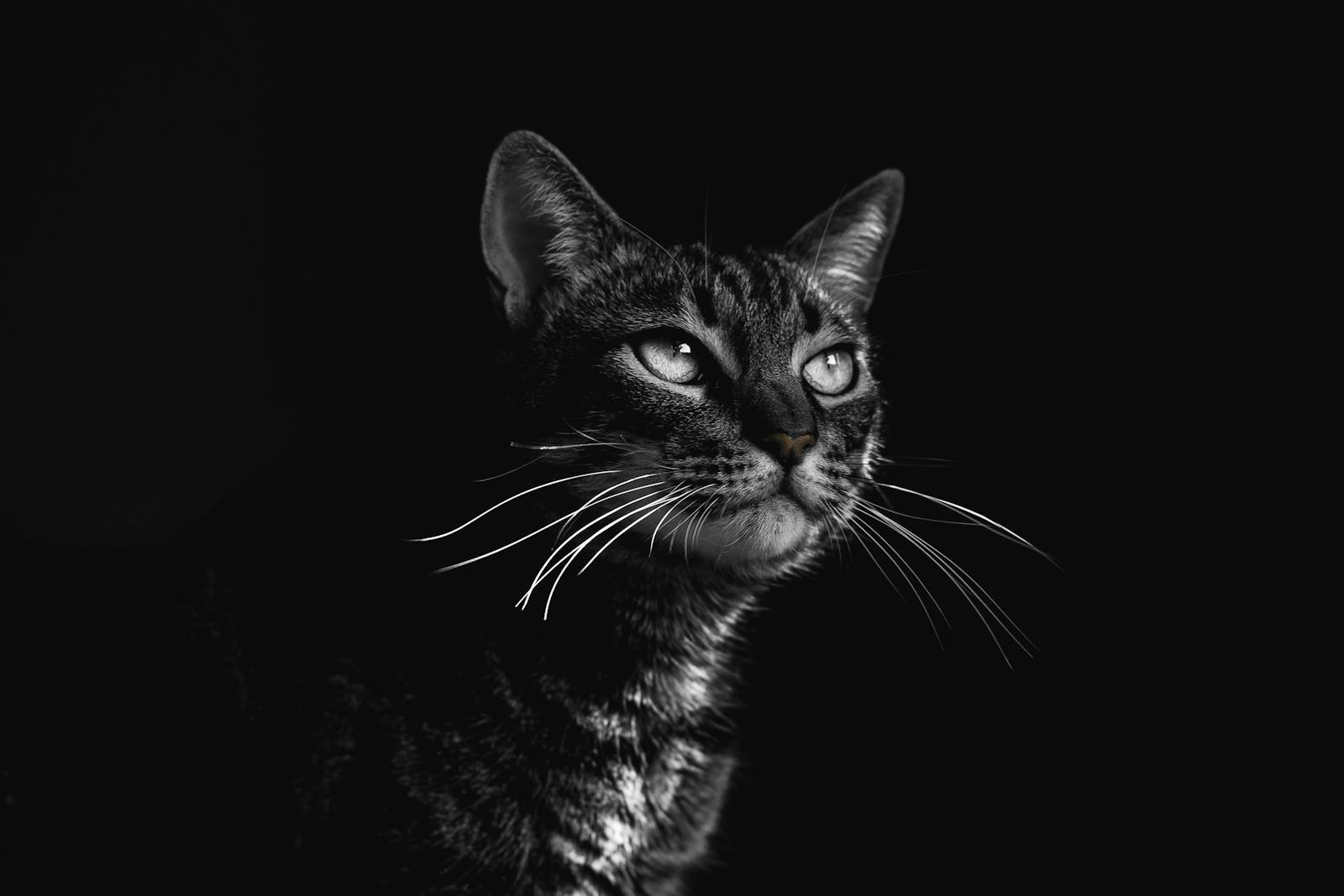 Elegant black and white portrait of a tabby cat with striking details and expressive eyes.